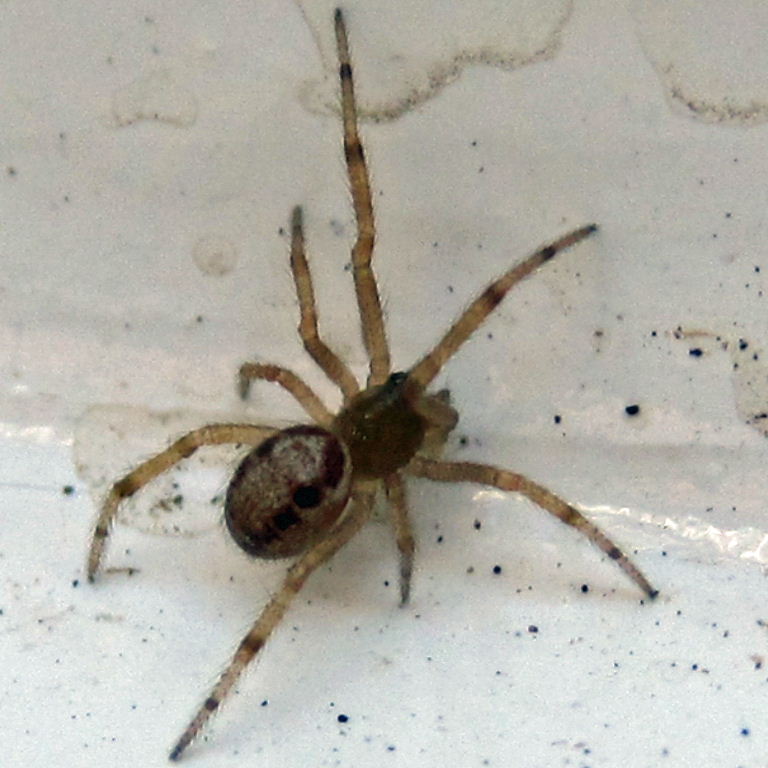 juvenile Noble False Widow Spider