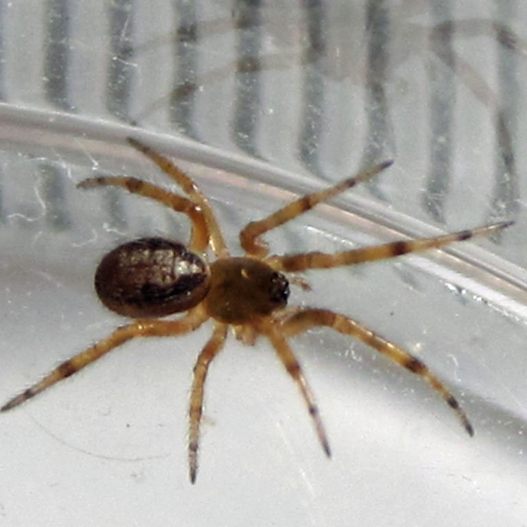 juvenile Noble False Widow Spider