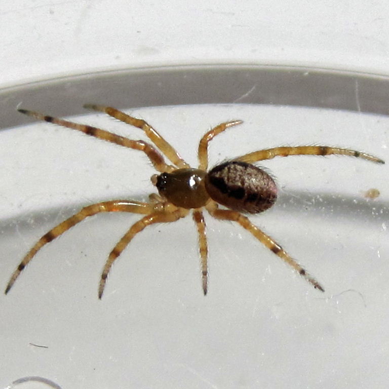 juvenile Noble False Widow Spider