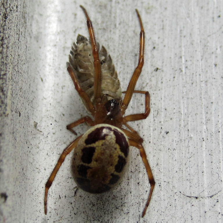 Noble False Widow Spider