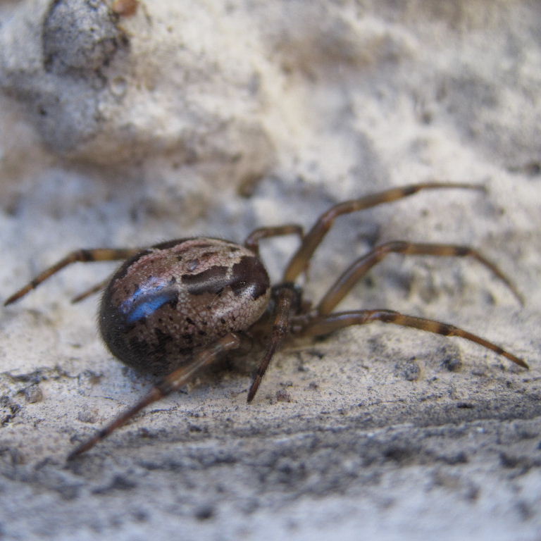 NNoble False Widow Spider