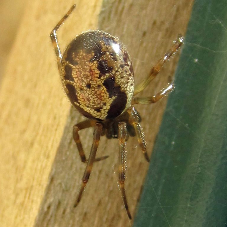 False Widow Spider