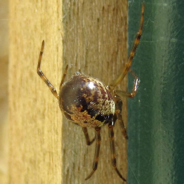 False Widow Spider