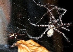 Noble False Widow sees off Cardinal