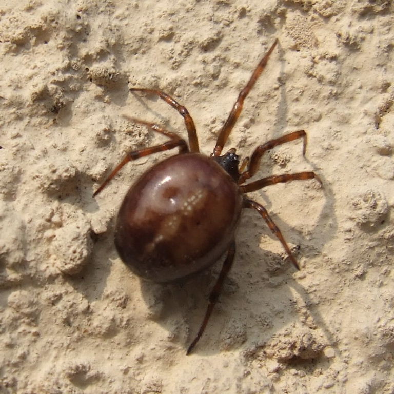 Rabbit Hutch Spider