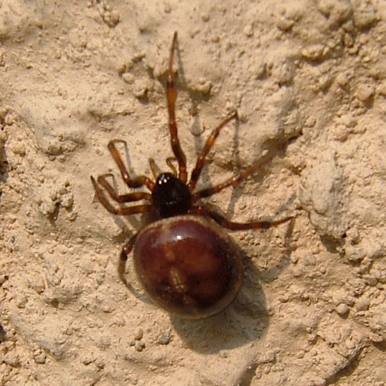 Rabbit Hutch Spider