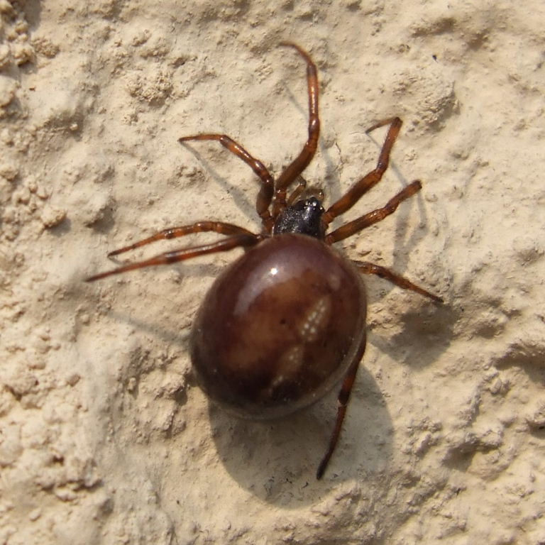 Rabbit Hutch Spider