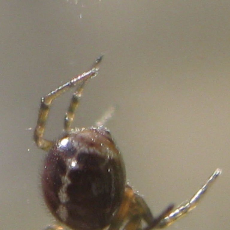 Rabbit Hutch Spider