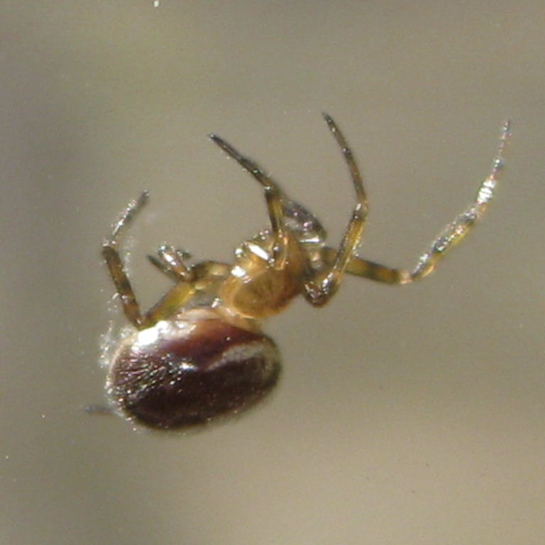 Rabbit Hutch Spider