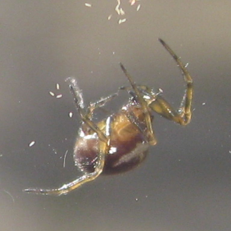 Rabbit Hutch Spider