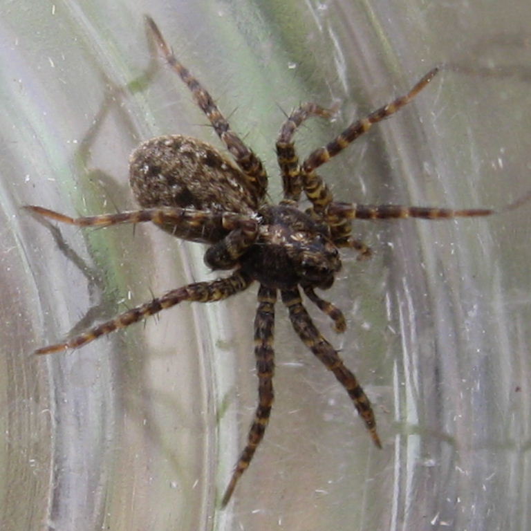 Spotted Wolf Spider