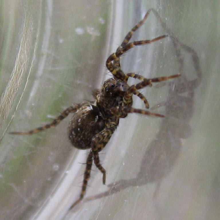 Spotted Wolf Spider
