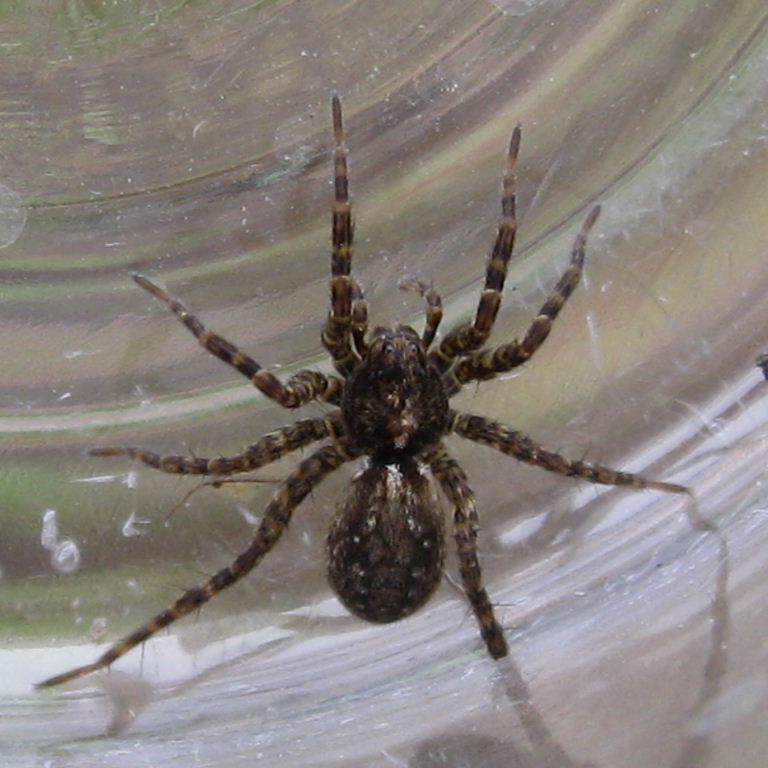 Spotted Wolf Spider