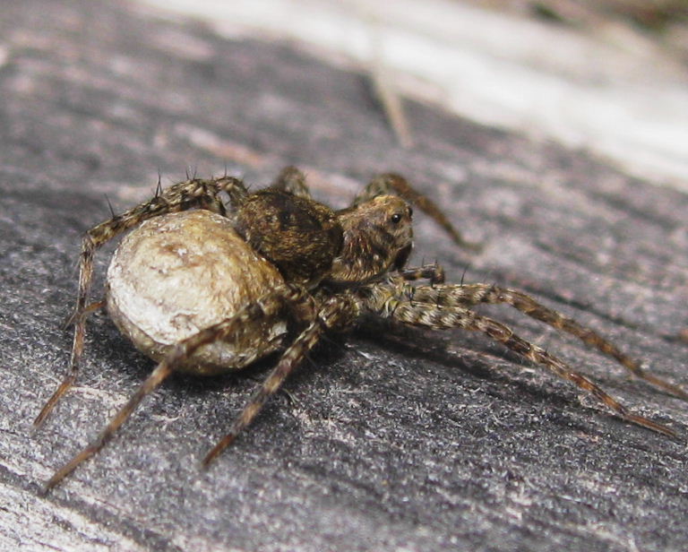 Spotted Wolf Spider with egg sac
