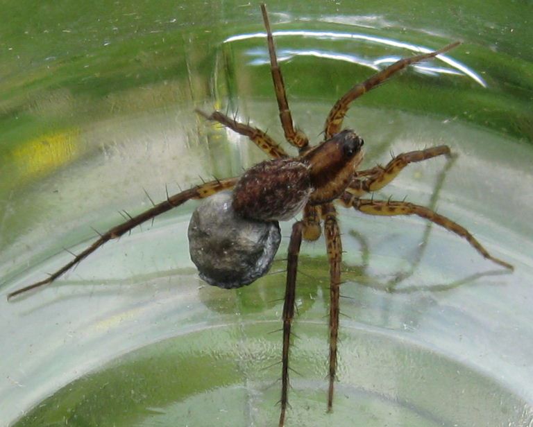 Spotted Wolf Spider with egg sac