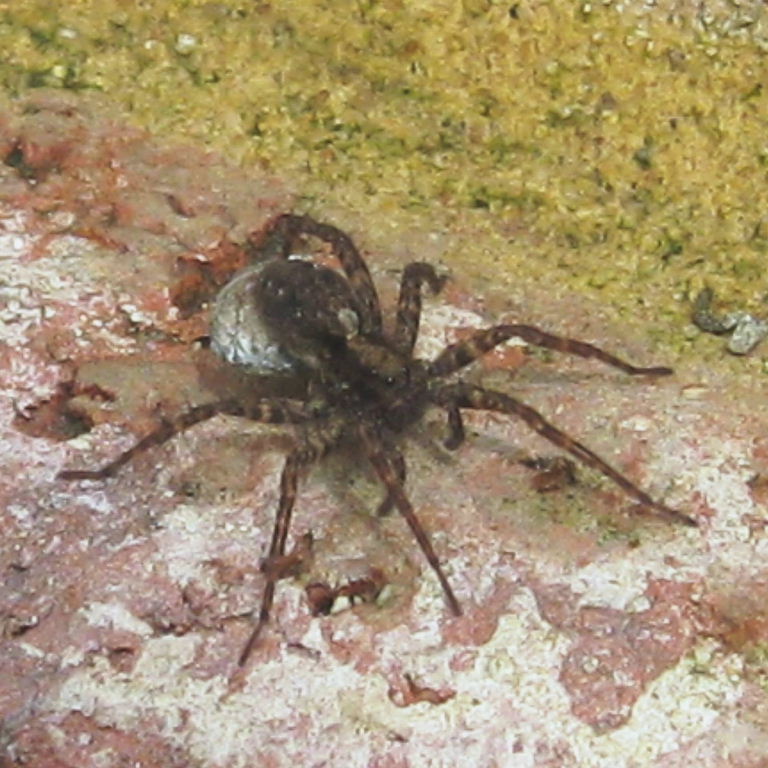 Spotted Wolf Spider with egg sac