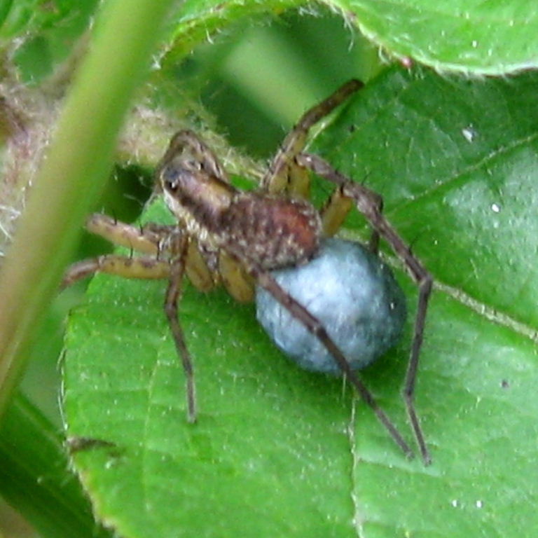 Wolf Spider with egg sac