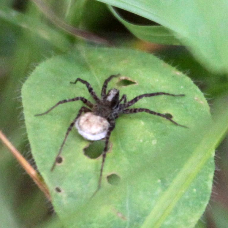 Wolf Spider with egg sac