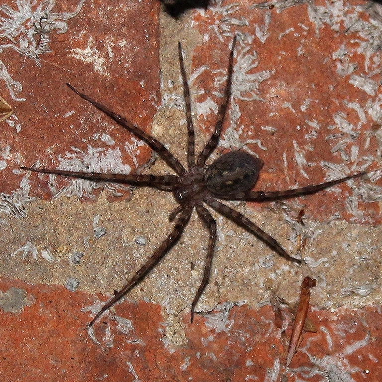Spotted Wolf Spider