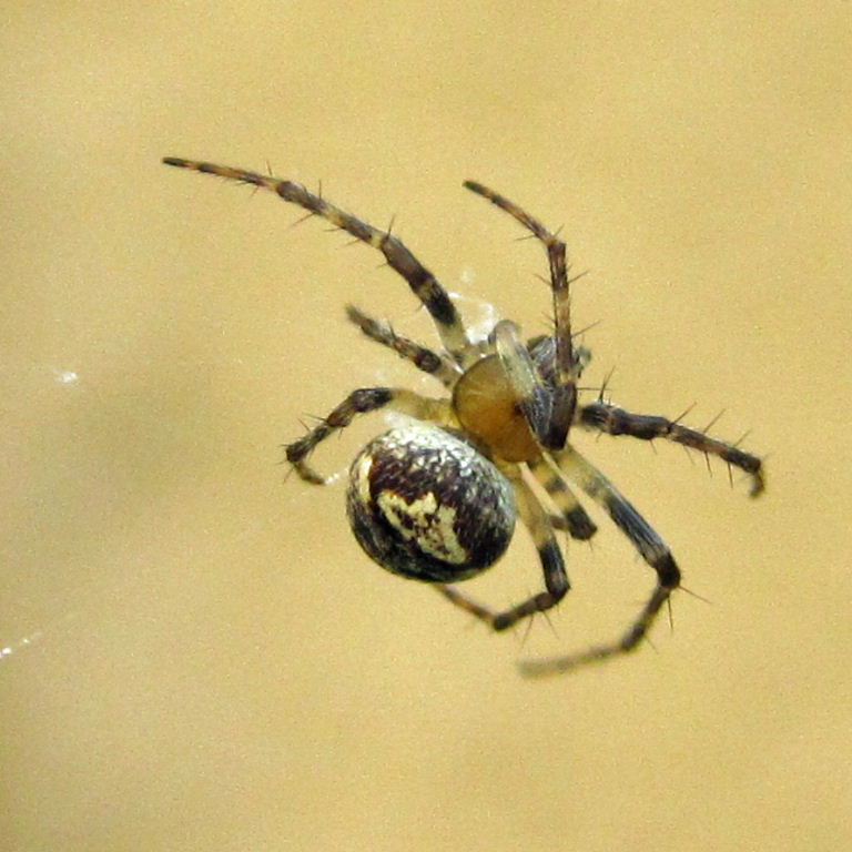 Zilla Orb Weaver
