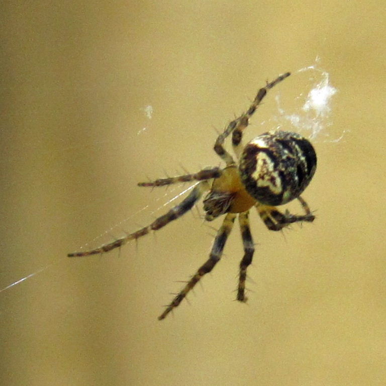 Zilla Orb Weaver