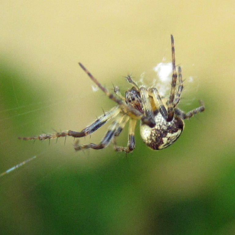 Zilla Orb Weaver