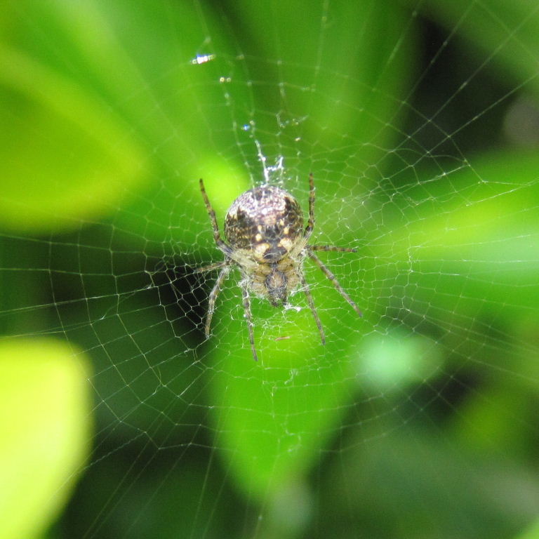 Zilla Orb Weaver