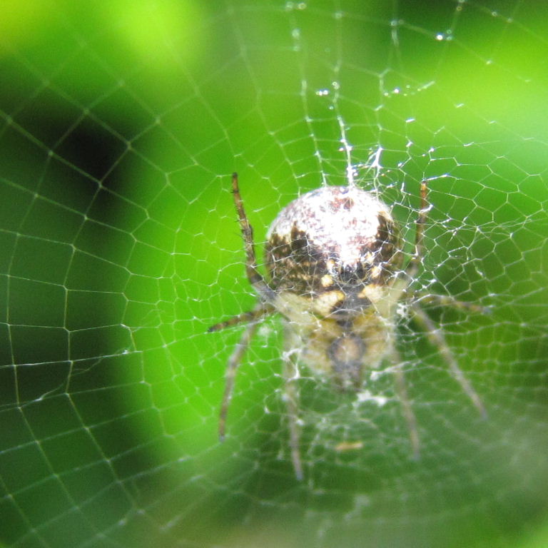 Zilla Orb Weaver