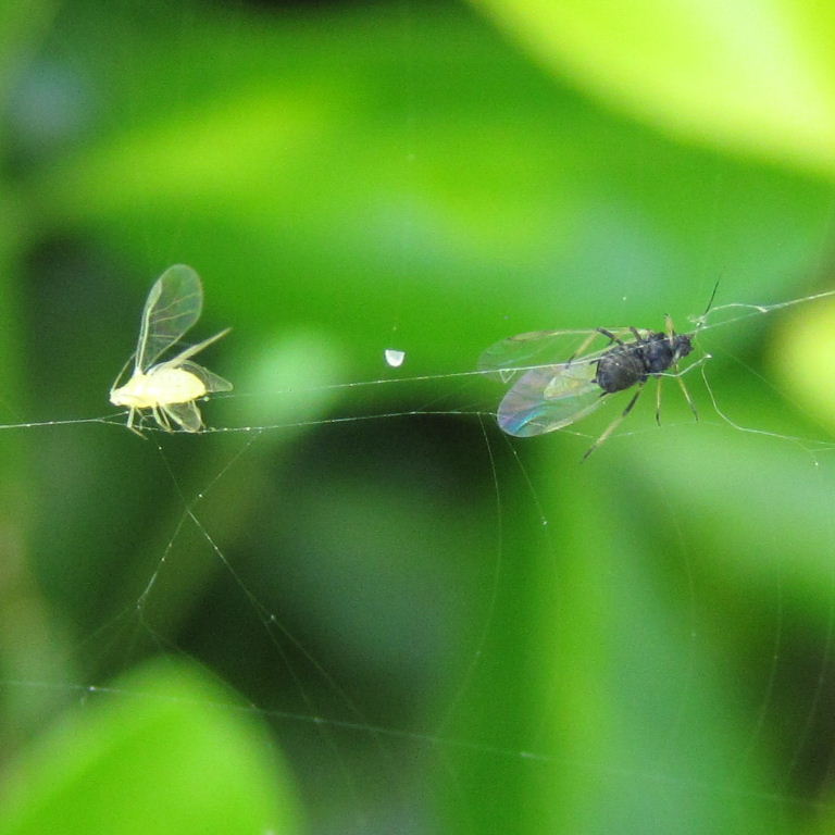 Zilla Orb Weaver