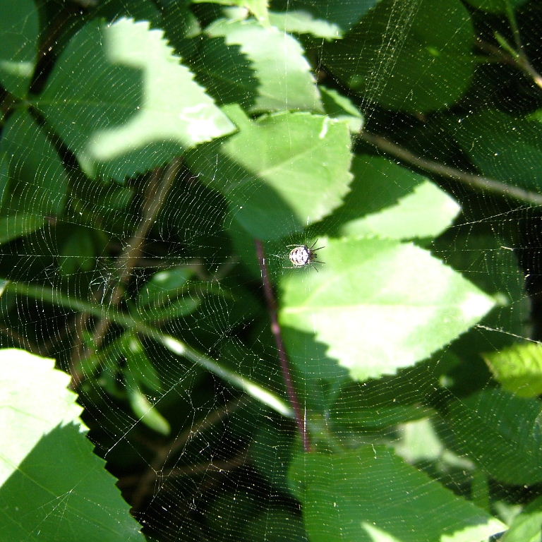 Zilla Orb Weaver