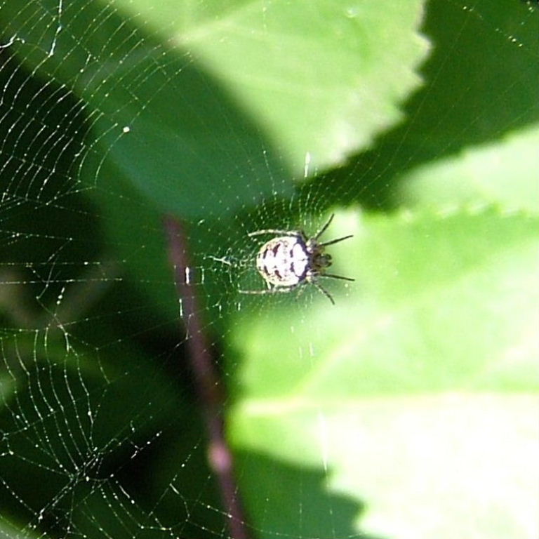 Zilla Orb Weaver