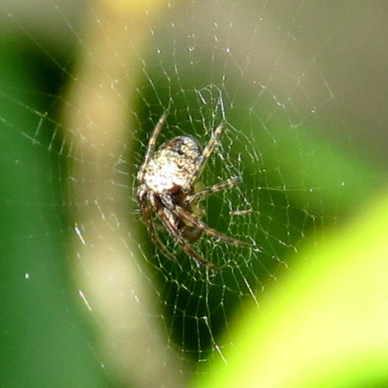 Zilla Orb Weaver