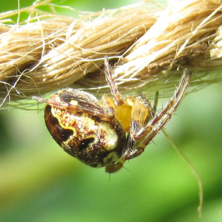 Zilla Orb Weaver