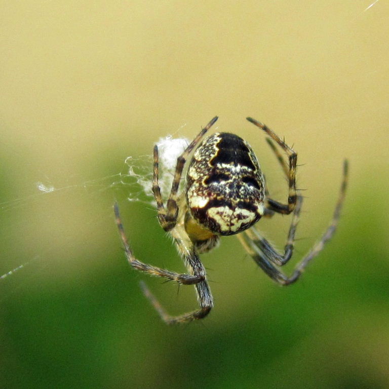 Zilla Orb Weaver
