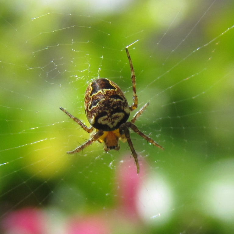 Zilla Orb Weaver