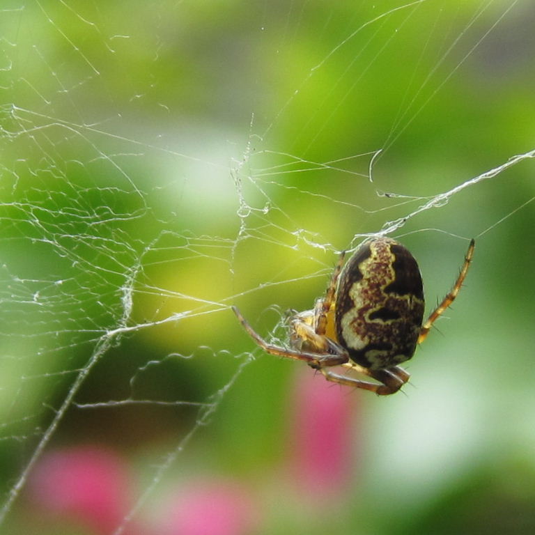 Zilla Orb Weaver