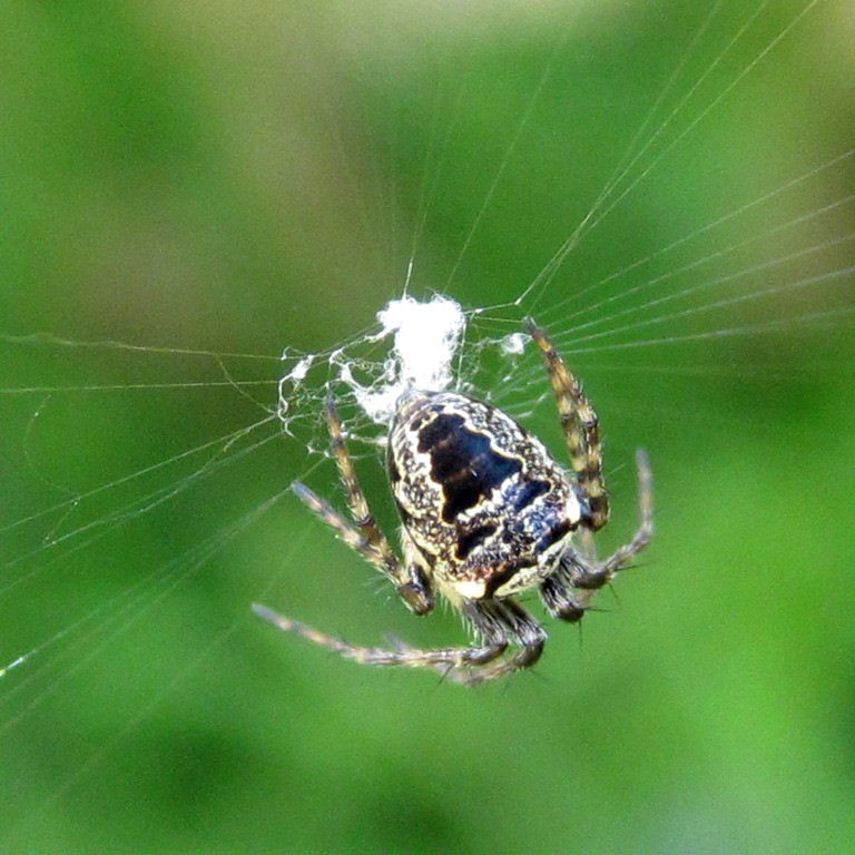 Zilla Orb Weaver