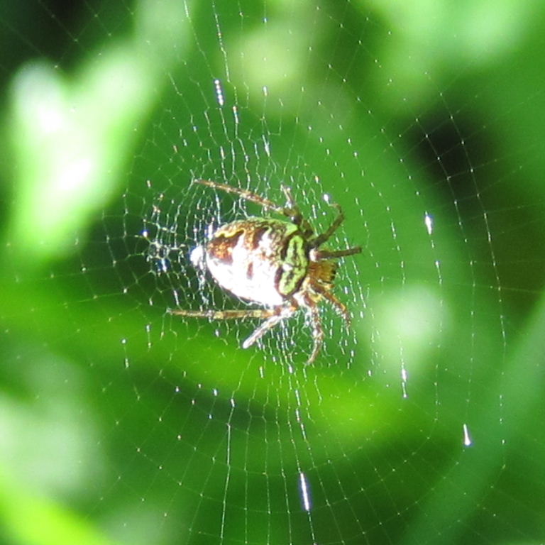 Zilla Orb Weaver