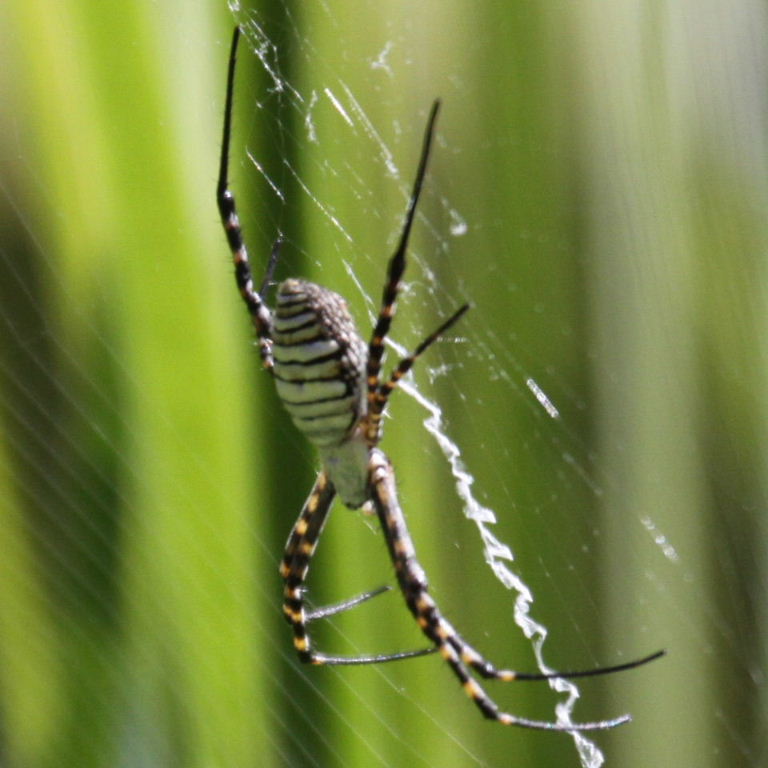 Banded Garden Spider