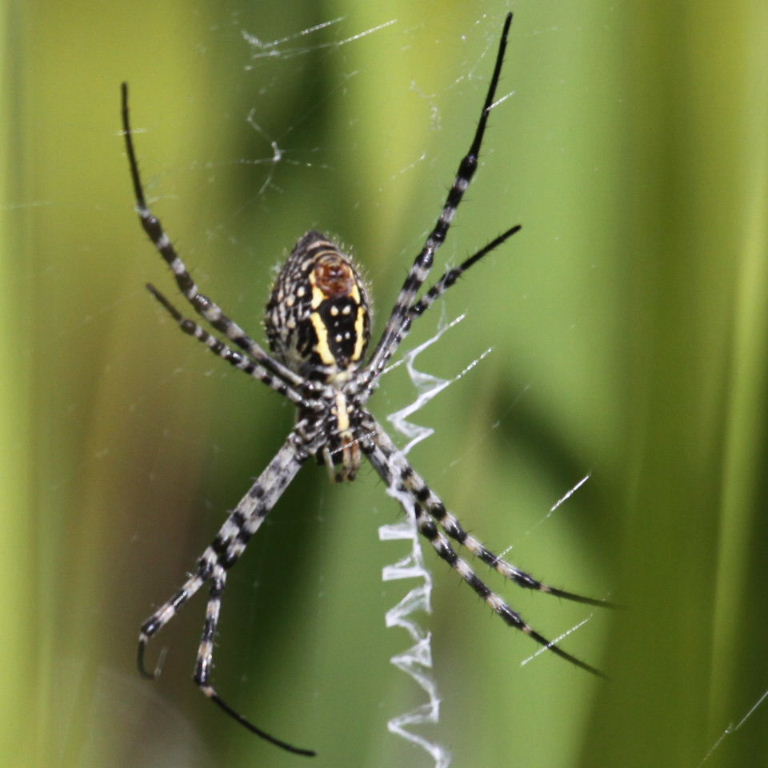 Banded Garden Spider