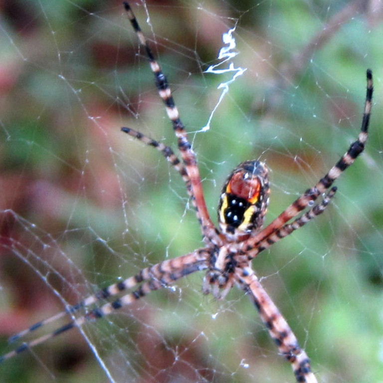 Banded Garden Spider female