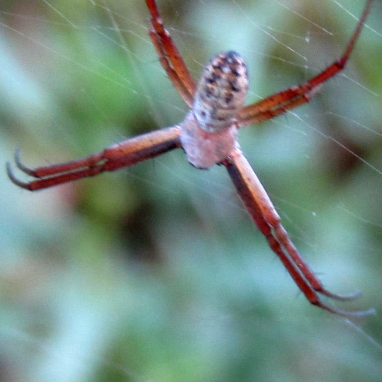 Banded Garden Spider male
