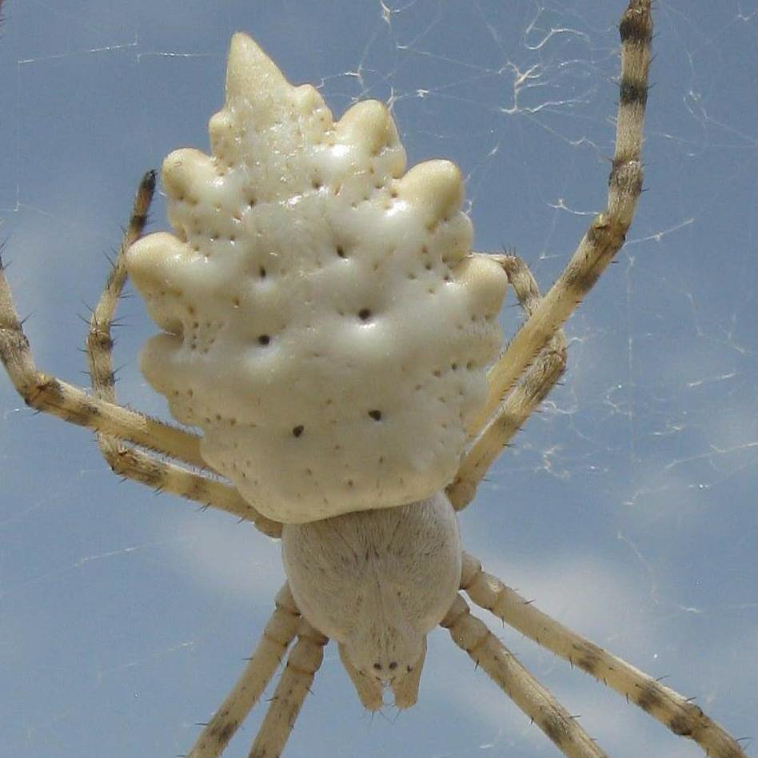 Lobed Argiope