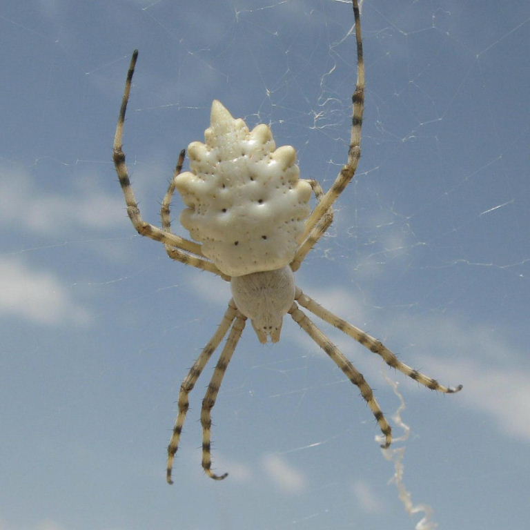 Lobed Argiope