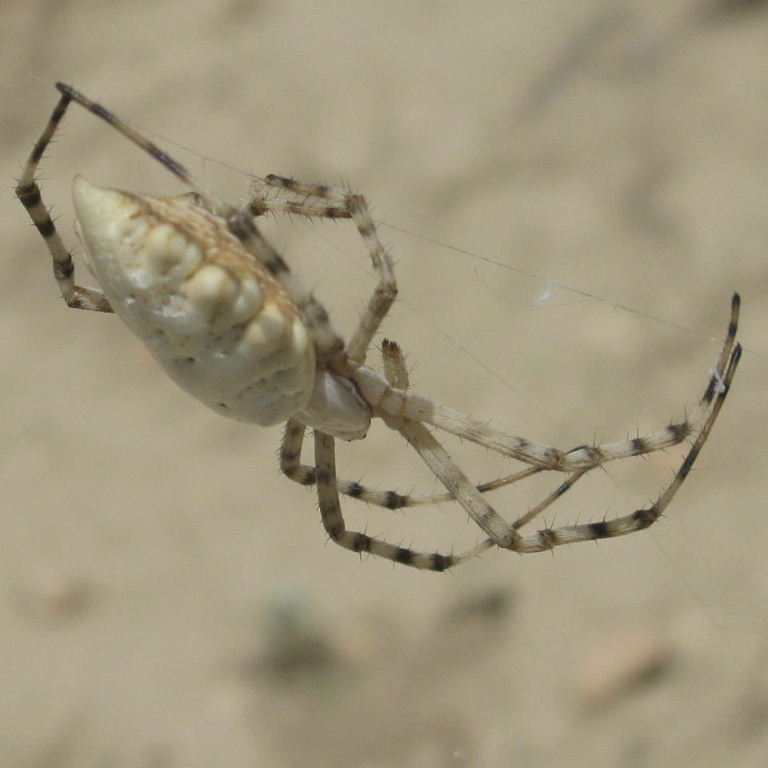 Lobed Argiope
