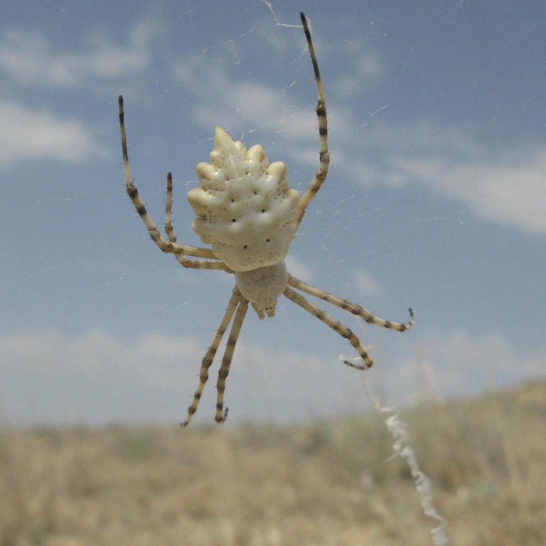 Lobed Argiope