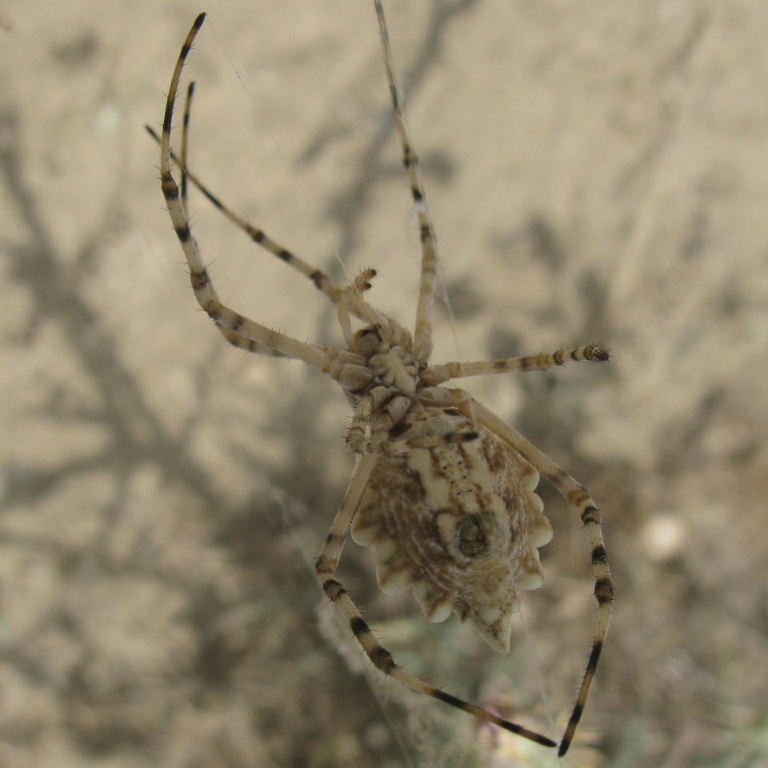 Lobed Argiope