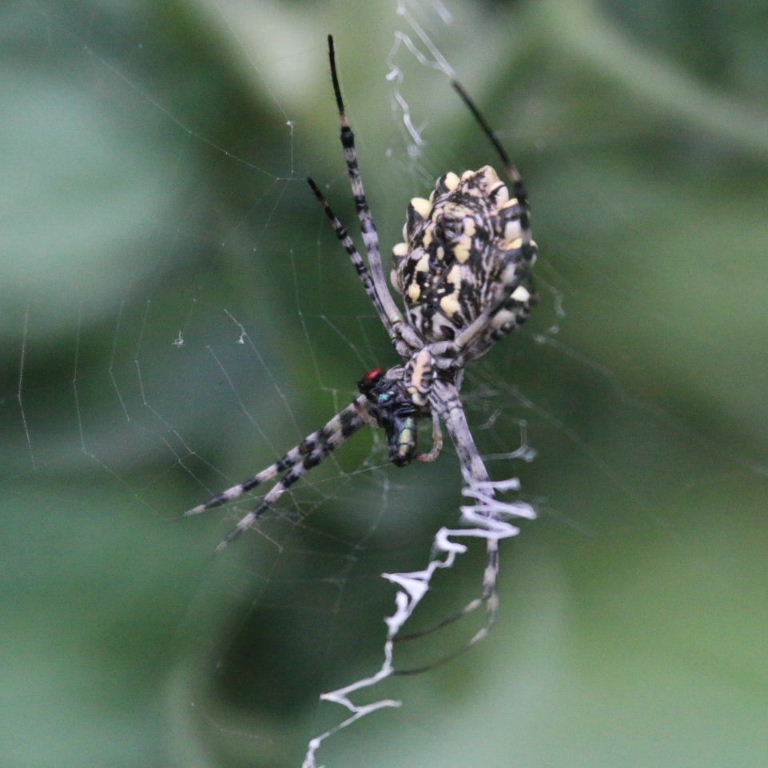 Lobed Argiope