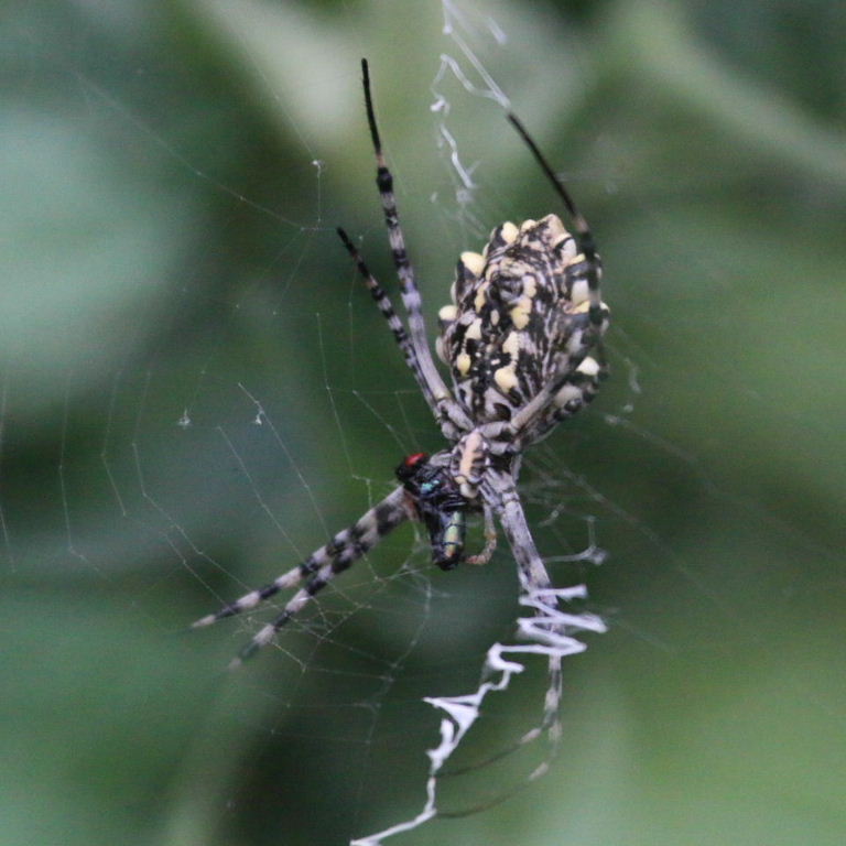Lobed Argiope