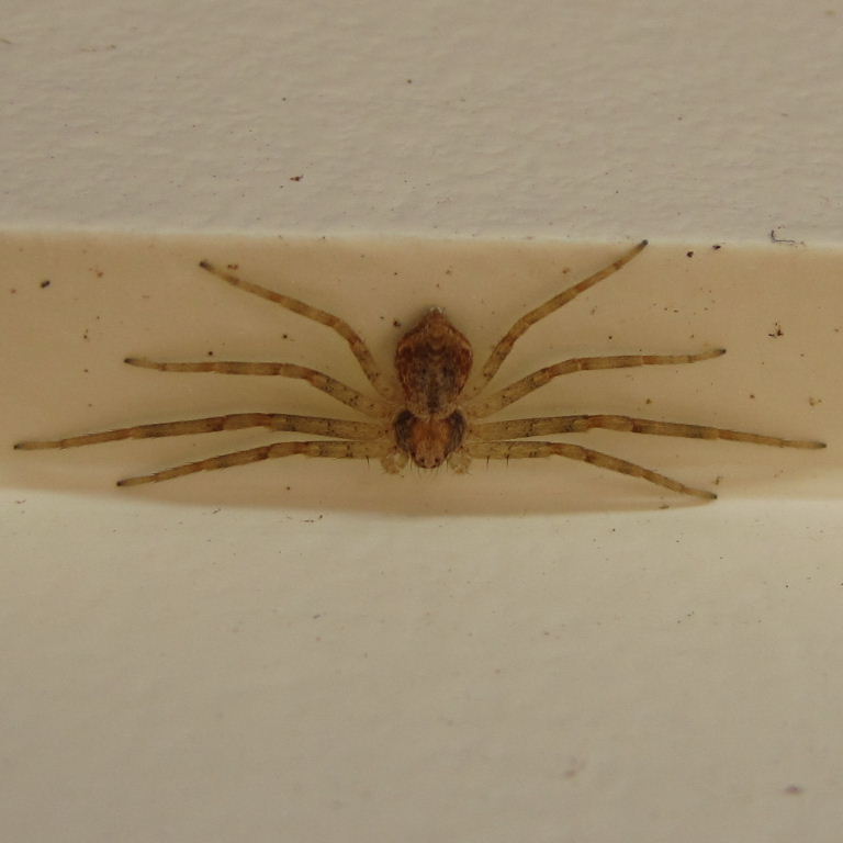 Tenerife Running Crab-type Spider